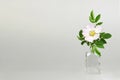 Wild rose in vase. Floral background with copy space Royalty Free Stock Photo