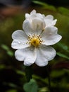 Dog-rose flower with water rain drops in a garden Royalty Free Stock Photo