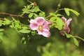 Dog-rose flowering