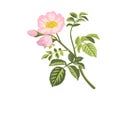 Dog rose flowers and rose hips.