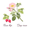 Dog rose flowers and rose hips.