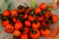 Dog-rose fruit! Plants