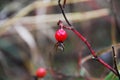 Dog rose fruit Rosa canina in a forest autumn Royalty Free Stock Photo
