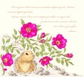 Dog rose and gopher