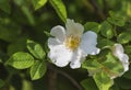 Dog rose growing in the forest Royalty Free Stock Photo