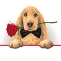 Dog with a Rose in His Mouth