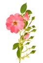 Dog rose Royalty Free Stock Photo