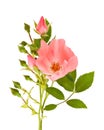 Dog rose Royalty Free Stock Photo