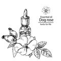 Dog rose oil bottle branch with berries and leaves Royalty Free Stock Photo