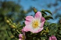 Dog rose pink flower