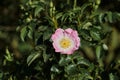 Dog rose pink flower