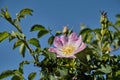 Dog rose pink flower