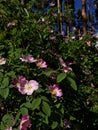 Dog rose pink flowers Royalty Free Stock Photo