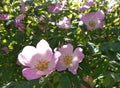 Dog rose pink flowers Royalty Free Stock Photo