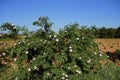 Dog rose pink flowers