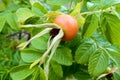 Dog rose red fruits. Dog-rose berries on branch with green leaves, bright autumn background Royalty Free Stock Photo