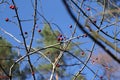 Dog rose red fruits (Rosa canina, Briar). Wild ripe rosehips on bush in nature Royalty Free Stock Photo