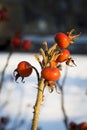 Dog Rose or Rosa Canina branches with bright fruits