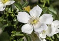 Dog rose Rosa Canina close up. light white flowers in bloom on branches. Wild flowering shrub with green leaves