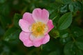Dog rose Rosa canina flowers with water drops Royalty Free Stock Photo