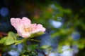 Dog rose Rosa canina flowers with water drops after rain Royalty Free Stock Photo