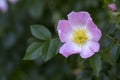 Dog rose Rosa canina light pink flowers in bloom on branches, beautiful wild flowering shrub Royalty Free Stock Photo