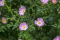 Dog rose Rosa canina light pink flowers in bloom on branches, beautiful wild flowering shrub Royalty Free Stock Photo