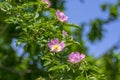 Dog rose Rosa canina light pink flowers in bloom on branches, beautiful wild flowering shrub Royalty Free Stock Photo