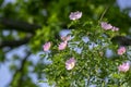 Dog rose Rosa canina light pink flowers in bloom on branches, beautiful wild flowering shrub Royalty Free Stock Photo