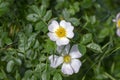 Dog rose Rosa canina light pink flowers in bloom on branches, beautiful wild flowering shrub Royalty Free Stock Photo