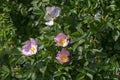 Dog rose Rosa canina light pink flowers in bloom on branches, beautiful wild flowering shrub Royalty Free Stock Photo