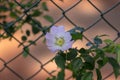 Dog rose Rosa canina light pink flowers in bloom on branches, beautiful wild flowering shrub Royalty Free Stock Photo