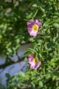 Dog rose Rosa canina light pink flowers in bloom on branches, beautiful wild flowering shrub Royalty Free Stock Photo