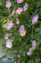 Dog rose Rosa canina light pink flowers in bloom on branches, beautiful wild flowering shrub Royalty Free Stock Photo