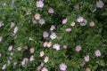 Dog rose Rosa canina light pink flowers in bloom on branches, beautiful wild flowering shrub Royalty Free Stock Photo