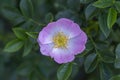 Dog rose Rosa canina light pink flowers in bloom on branches, beautiful wild flowering shrub, green leaves Royalty Free Stock Photo