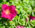 Dog rose Rosa canina pink flowers in bloom on branches, beautiful wild flowering shrub, green leaves Royalty Free Stock Photo