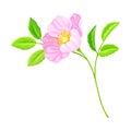 Dog Rose, Rosa Canina or Rosehip with Pale Pink Flower and Green Pinnate Leaves on Stem Vector Illustration