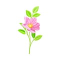 Dog Rose, Rosa Canina or Rosehip with Pale Pink Flower and Green Pinnate Leaves on Stem Vector Illustration