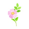 Dog Rose, Rosa Canina or Rosehip with Pale Pink Flower and Green Pinnate Leaves on Stem Vector Illustration