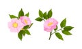 Dog Rose, Rosa Canina or Rosehip with Pale Pink Flower and Green Pinnate Leaves on Stem Vector Set