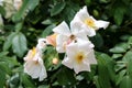 Dog rose or Rosa canina shrub plant with closed flower buds and open blooming white flowers with yellow center in home garden Royalty Free Stock Photo