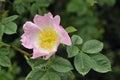 Dog Rose