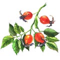 Dog rose, rosehip branch with berries, briar isolated, watercolor illustration