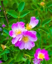 Dog-rose. Rosehip. dog rose flower.