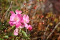 Pink blossoms of a dog rose Royalty Free Stock Photo