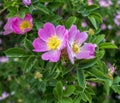 Dog-rose