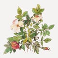 Dog rose Royalty Free Stock Photo