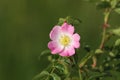 Dog rose wild flower Royalty Free Stock Photo