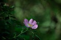 Dog Rose In the woodland Royalty Free Stock Photo